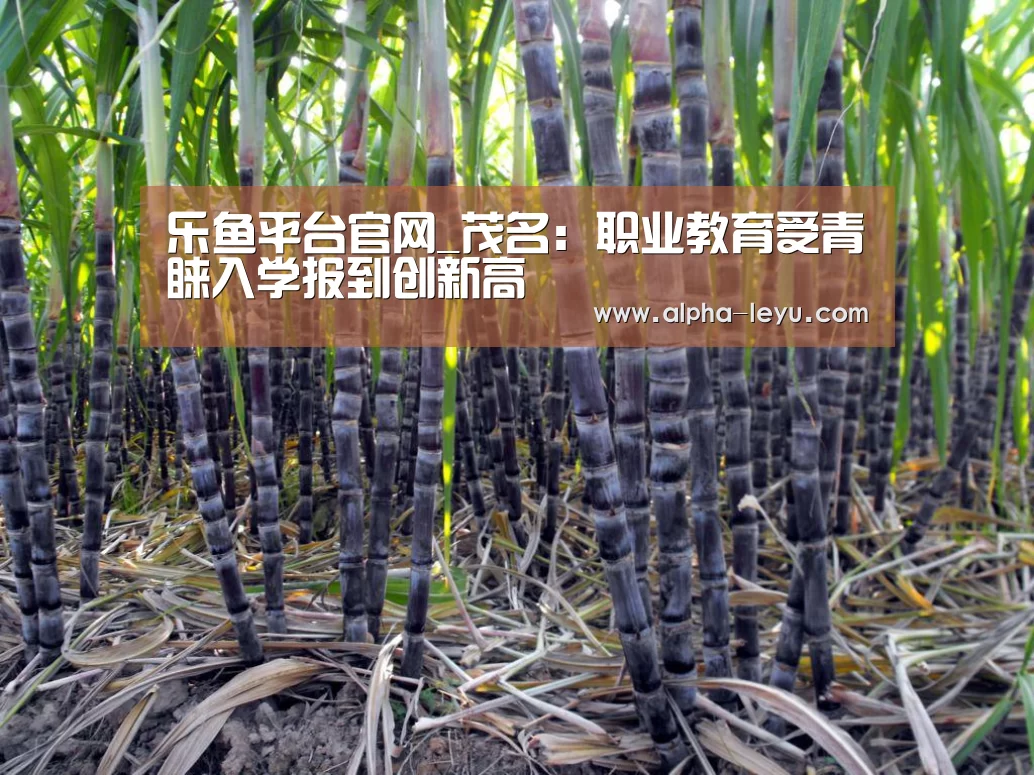 乐鱼平台官网_茂名:职业教育受青睐入学报到创新高(图1) 乐鱼电竞